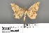  ( - RMNH.INS.539282)  @12 [ ] CreativeCommons - Attribution Non-Commercial Share-Alike (2013) Unspecified Naturalis, Biodiversity Centre
