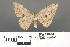  ( - RMNH.INS.539285)  @13 [ ] CreativeCommons - Attribution Non-Commercial Share-Alike (2013) Unspecified Naturalis, Biodiversity Centre