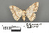  ( - RMNH.INS.539285)  @12 [ ] CreativeCommons - Attribution Non-Commercial Share-Alike (2013) Unspecified Naturalis, Biodiversity Centre