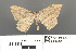  (Luxiaria obliquata - RMNH.INS.539286)  @11 [ ] CreativeCommons - Attribution Non-Commercial Share-Alike (2013) Unspecified Naturalis, Biodiversity Centre