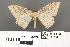  ( - RMNH.INS.539286)  @11 [ ] CreativeCommons - Attribution Non-Commercial Share-Alike (2013) Unspecified Naturalis, Biodiversity Centre