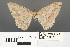  ( - RMNH.INS.539287)  @12 [ ] CreativeCommons - Attribution Non-Commercial Share-Alike (2013) Unspecified Naturalis, Biodiversity Centre