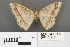  ( - RMNH.INS.539287)  @13 [ ] CreativeCommons - Attribution Non-Commercial Share-Alike (2013) Unspecified Naturalis, Biodiversity Centre