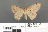  ( - RMNH.INS.539288)  @13 [ ] CreativeCommons - Attribution Non-Commercial Share-Alike (2013) Unspecified Naturalis, Biodiversity Centre