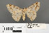  ( - RMNH.INS.539288)  @13 [ ] CreativeCommons - Attribution Non-Commercial Share-Alike (2013) Unspecified Naturalis, Biodiversity Centre