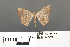  ( - RMNH.INS.539294)  @11 [ ] CreativeCommons - Attribution Non-Commercial Share-Alike (2013) Unspecified Naturalis, Biodiversity Centre
