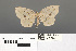  (Petelia tuhana - RMNH.INS.539296)  @11 [ ] CreativeCommons - Attribution Non-Commercial Share-Alike (2013) Unspecified Naturalis, Biodiversity Centre