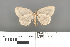  ( - RMNH.INS.539296)  @11 [ ] CreativeCommons - Attribution Non-Commercial Share-Alike (2013) Unspecified Naturalis, Biodiversity Centre