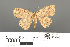  ( - RMNH.INS.539302)  @11 [ ] CreativeCommons - Attribution Non-Commercial Share-Alike (2013) Unspecified Naturalis, Biodiversity Centre