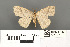  ( - RMNH.INS.539302)  @11 [ ] CreativeCommons - Attribution Non-Commercial Share-Alike (2013) Unspecified Naturalis, Biodiversity Centre