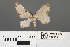  ( - RMNH.INS.539305)  @11 [ ] CreativeCommons - Attribution Non-Commercial Share-Alike (2013) Unspecified Naturalis, Biodiversity Centre