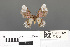  ( - RMNH.INS.539308)  @11 [ ] CreativeCommons - Attribution Non-Commercial Share-Alike (2013) Unspecified Naturalis, Biodiversity Centre