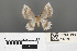  ( - RMNH.INS.539308)  @11 [ ] CreativeCommons - Attribution Non-Commercial Share-Alike (2013) Unspecified Naturalis, Biodiversity Centre