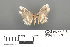  (Macrohastina azela - RMNH.INS.539309)  @11 [ ] CreativeCommons - Attribution Non-Commercial Share-Alike (2013) Unspecified Naturalis, Biodiversity Centre