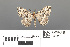  ( - RMNH.INS.539310)  @11 [ ] CreativeCommons - Attribution Non-Commercial Share-Alike (2013) Unspecified Naturalis, Biodiversity Centre