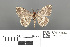  ( - RMNH.INS.539310)  @11 [ ] CreativeCommons - Attribution Non-Commercial Share-Alike (2013) Unspecified Naturalis, Biodiversity Centre