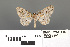  (Myrioblephara microduplexa - RMNH.INS.539313)  @11 [ ] CreativeCommons - Attribution Non-Commercial Share-Alike (2013) Unspecified Naturalis, Biodiversity Centre