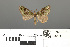  ( - RMNH.INS.539314)  @11 [ ] CreativeCommons - Attribution Non-Commercial Share-Alike (2013) Unspecified Naturalis, Biodiversity Centre