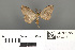  ( - RMNH.INS.539314)  @11 [ ] CreativeCommons - Attribution Non-Commercial Share-Alike (2013) Unspecified Naturalis, Biodiversity Centre