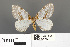  ( - RMNH.INS.539319)  @13 [ ] CreativeCommons - Attribution Non-Commercial Share-Alike (2013) Unspecified Naturalis, Biodiversity Centre