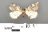  ( - RMNH.INS.539320)  @13 [ ] CreativeCommons - Attribution Non-Commercial Share-Alike (2013) Unspecified Naturalis, Biodiversity Centre