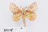  ( - RMNH.INS.549932)  @14 [ ] CreativeCommons - Attribution Non-Commercial Share-Alike (2012) Unspecified Naturalis, Biodiversity Centre