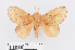  ( - RMNH.INS.549936)  @14 [ ] CreativeCommons - Attribution Non-Commercial Share-Alike (2012) Unspecified Naturalis, Biodiversity Centre