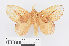  ( - RMNH.INS.549938)  @11 [ ] CreativeCommons - Attribution Non-Commercial Share-Alike (2012) Unspecified Naturalis, Biodiversity Centre