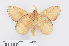  ( - RMNH.INS.549938)  @11 [ ] CreativeCommons - Attribution Non-Commercial Share-Alike (2012) Unspecified Naturalis, Biodiversity Centre