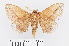  (Euthrix lucipherus - RMNH.INS.549940)  @11 [ ] CreativeCommons - Attribution Non-Commercial Share-Alike (2012) Unspecified Naturalis, Biodiversity Centre