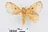  ( - RMNH.INS.549944)  @11 [ ] CreativeCommons - Attribution Non-Commercial Share-Alike (2012) Unspecified Naturalis, Biodiversity Centre