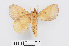  ( - RMNH.INS.549944)  @11 [ ] CreativeCommons - Attribution Non-Commercial Share-Alike (2012) Unspecified Naturalis, Biodiversity Centre
