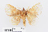  ( - RMNH.INS.549954)  @12 [ ] CreativeCommons - Attribution Non-Commercial Share-Alike (2012) Unspecified Naturalis, Biodiversity Centre