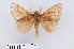  ( - RMNH.INS.549955)  @11 [ ] CreativeCommons - Attribution Non-Commercial Share-Alike (2012) Unspecified Naturalis, Biodiversity Centre