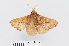  ( - RMNH.INS.549956)  @11 [ ] CreativeCommons - Attribution Non-Commercial Share-Alike (2012) Unspecified Naturalis, Biodiversity Centre