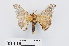  ( - RMNH.INS.549961)  @11 [ ] CreativeCommons - Attribution Non-Commercial Share-Alike (2012) Unspecified Naturalis, Biodiversity Centre