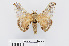  ( - RMNH.INS.549962)  @11 [ ] CreativeCommons - Attribution Non-Commercial Share-Alike (2012) Unspecified Naturalis, Biodiversity Centre