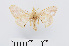  ( - RMNH.INS.549967)  @11 [ ] CreativeCommons - Attribution Non-Commercial Share-Alike (2012) Unspecified Naturalis, Biodiversity Centre