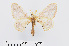  ( - RMNH.INS.549969)  @11 [ ] CreativeCommons - Attribution Non-Commercial Share-Alike (2012) Unspecified Naturalis, Biodiversity Centre