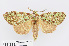  ( - RMNH.INS.550014)  @11 [ ] CreativeCommons - Attribution Non-Commercial Share-Alike (2012) Unspecified Naturalis, Biodiversity Centre