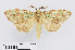  ( - RMNH.INS.550015)  @11 [ ] CreativeCommons - Attribution Non-Commercial Share-Alike (2012) Unspecified Naturalis, Biodiversity Centre