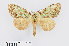  ( - RMNH.INS.550016)  @11 [ ] CreativeCommons - Attribution Non-Commercial Share-Alike (2012) Unspecified Naturalis, Biodiversity Centre