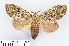  (Syntypistis - RMNH.INS.550065)  @15 [ ] CreativeCommons - Attribution Non-Commercial Share-Alike (2012) Unspecified Naturalis, Biodiversity Centre