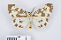  ( - RMNH.INS.550077)  @14 [ ] CreativeCommons - Attribution Non-Commercial Share-Alike (2012) Unspecified Naturalis, Biodiversity Centre