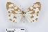  ( - RMNH.INS.550078)  @14 [ ] CreativeCommons - Attribution Non-Commercial Share-Alike (2012) Unspecified Naturalis, Biodiversity Centre