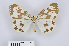  ( - RMNH.INS.550079)  @14 [ ] CreativeCommons - Attribution Non-Commercial Share-Alike (2012) Unspecified Naturalis, Biodiversity Centre