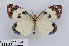  ( - RMNH.INS.550183)  @11 [ ] CreativeCommons - Attribution Non-Commercial Share-Alike (2012) Unspecified Naturalis, Biodiversity Centre