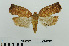 ( - RMNH.INS.550254)  @12 [ ] CreativeCommons - Attribution Non-Commercial Share-Alike (2013) Unspecified Naturalis, Biodiversity Centre