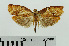  (Homona superbana - RMNH.INS.550255)  @13 [ ] CreativeCommons - Attribution Non-Commercial Share-Alike (2013) Unspecified Naturalis, Biodiversity Centre