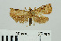  ( - RMNH.INS.550257)  @12 [ ] CreativeCommons - Attribution Non-Commercial Share-Alike (2013) Unspecified Naturalis, Biodiversity Centre